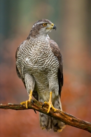 Forest hawk