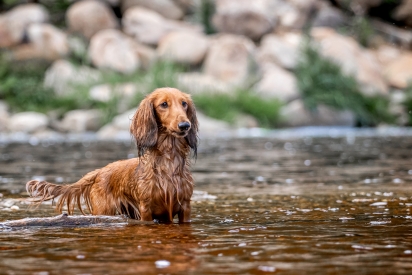 Dachshund in the water