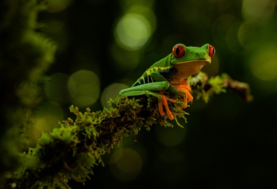 Portrait of a tropical frog