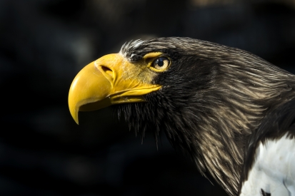 Eastern eagle