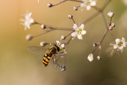 Bee on meadow
