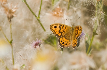 butterfly on meadow