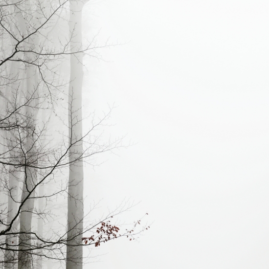 Beech in autumn fog