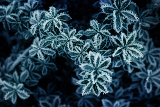 Winter icing on a bush
