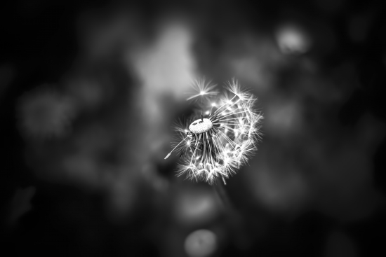 Blooming dandelion