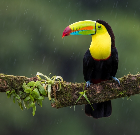 Toucan in the rain
