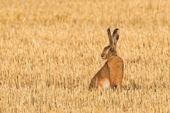 Hare on stubble