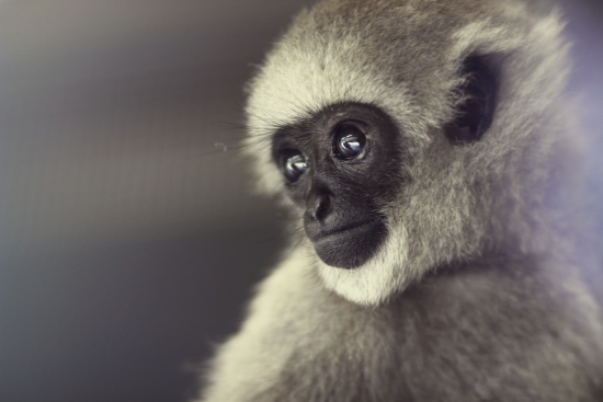 Portrait of a primate - view