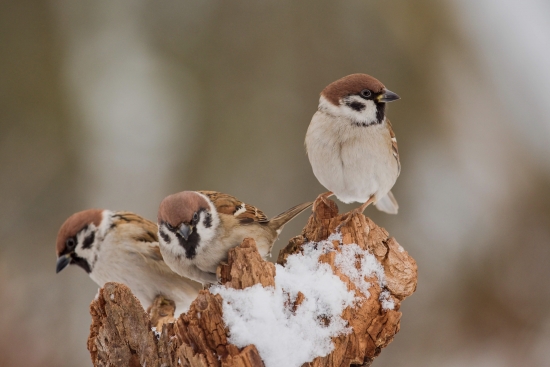 Three sparrows in winter