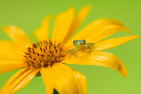 Yellow-legged tree frog