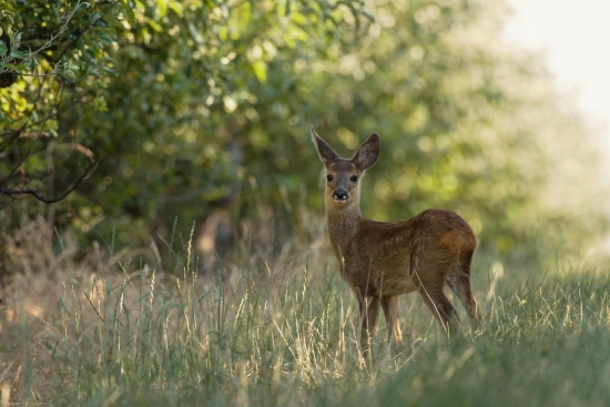 Roe deer in the forest on a pasture